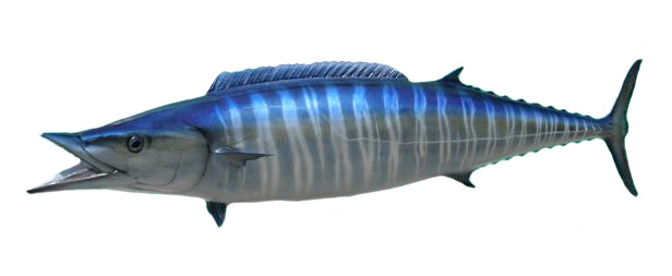 The Wahoo Fish