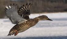 Why are Mallards ducks not leaving Anchorage Alaska